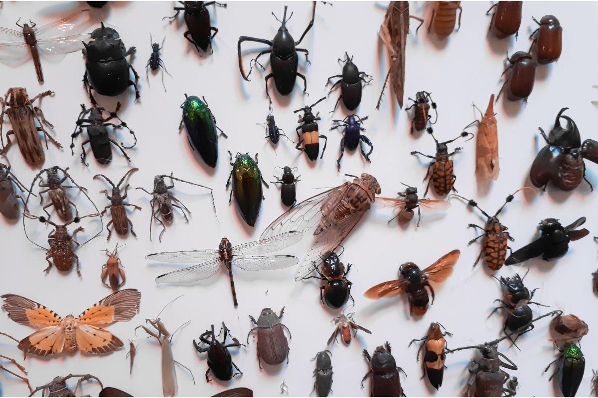 Insects