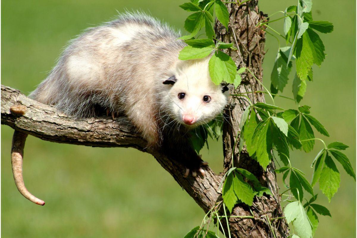 Possums