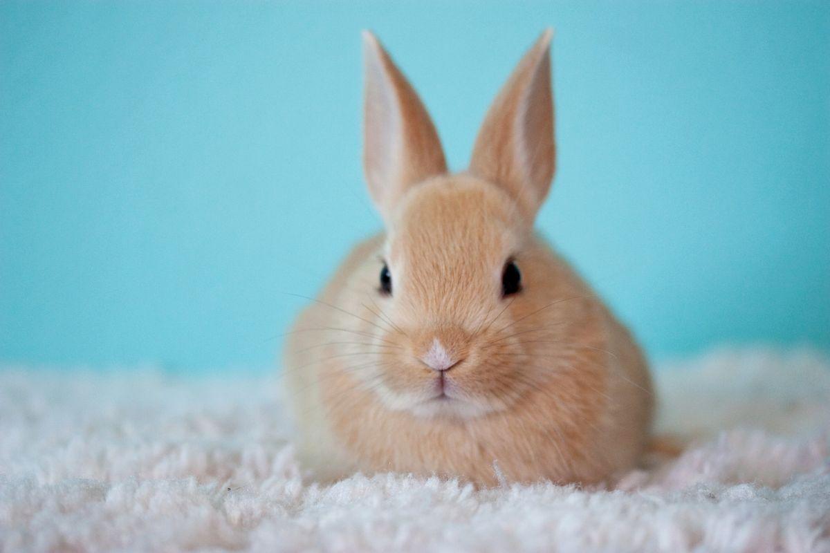 Rabbits