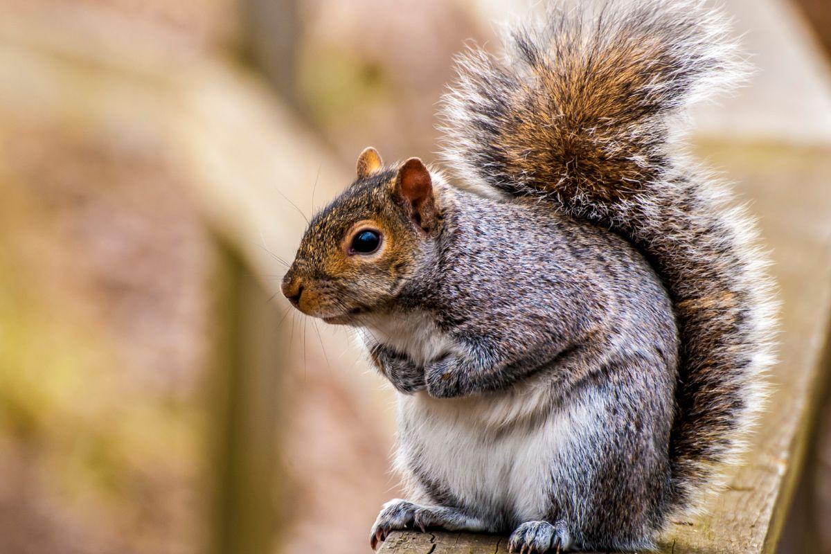 Squirrels