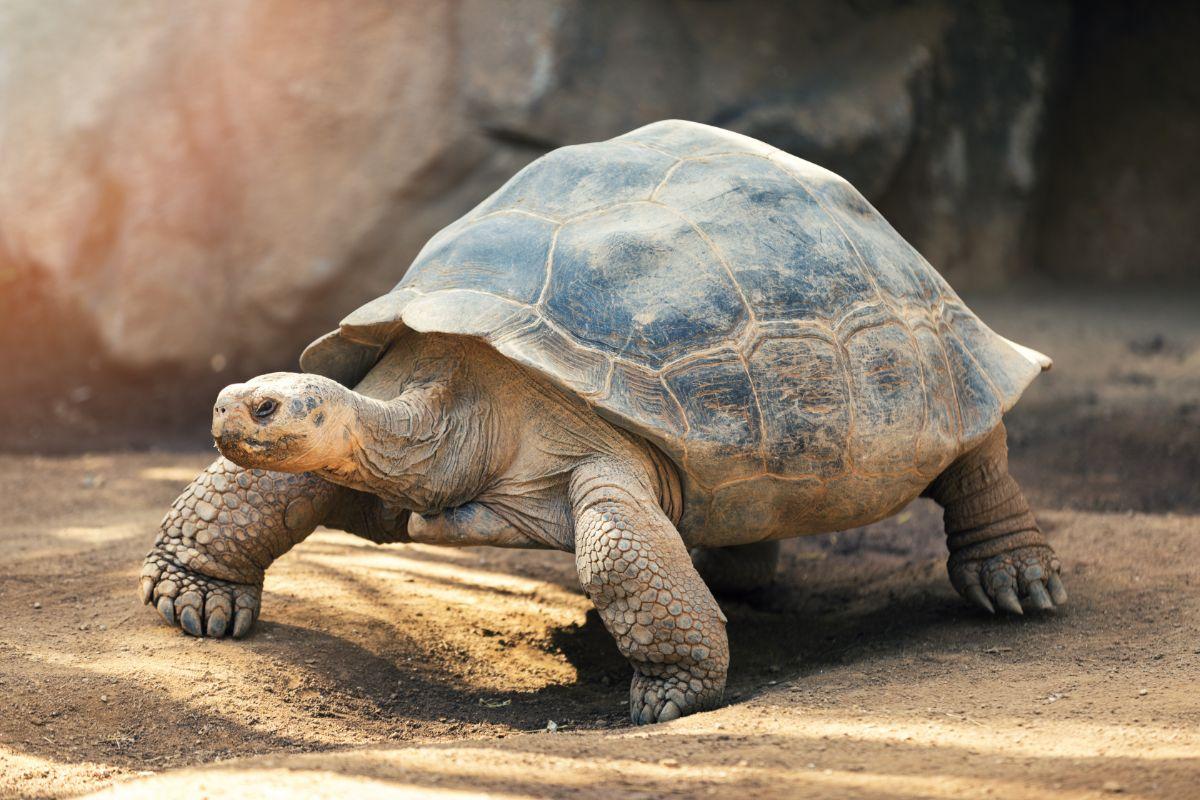 Tortoises