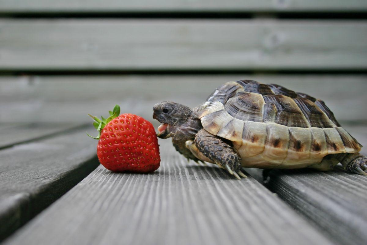 What Animal Eats Strawberries? Evergreen Blooming