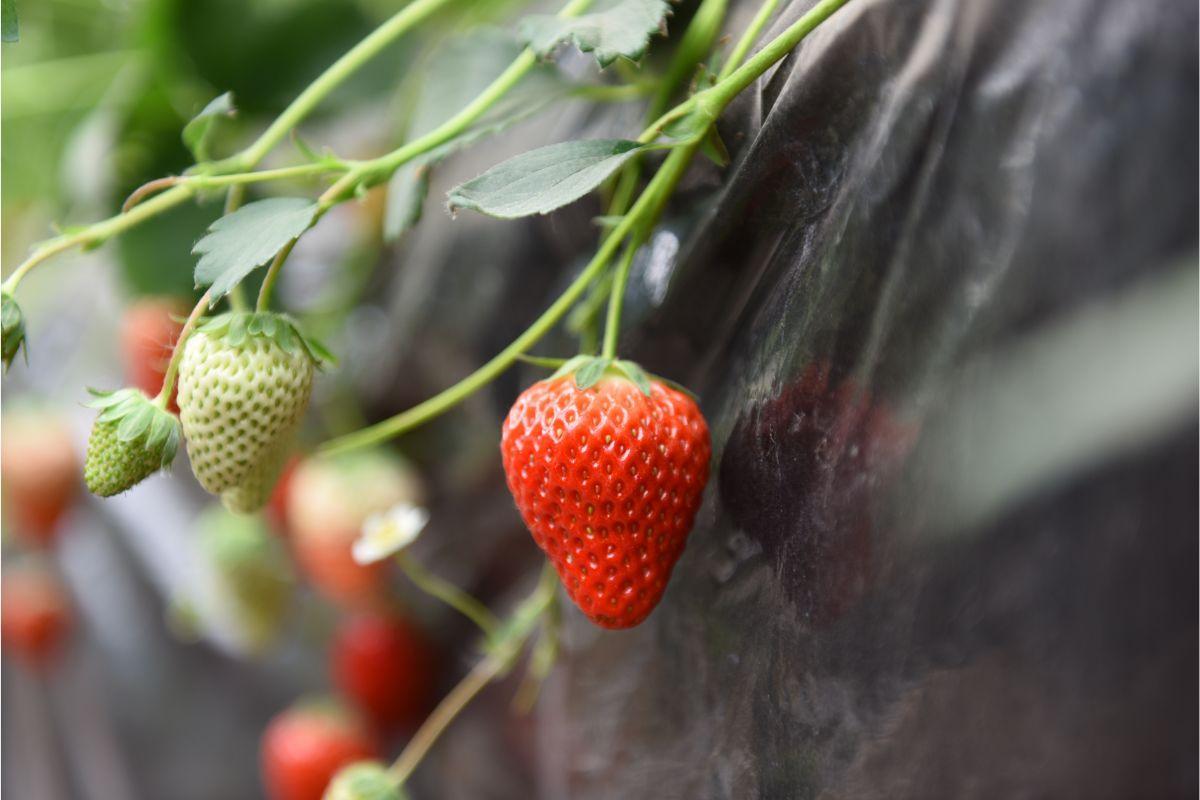 What Not To Plant With Strawberries