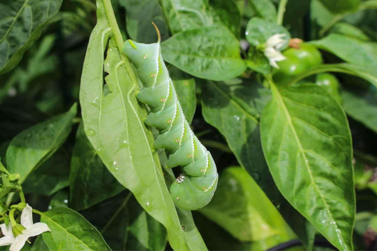 Tomato Hornworms - Adolescent Tomato Hornworm
