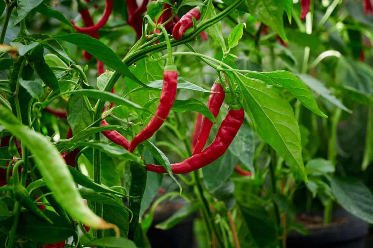 Growing Serrano Peppers in Pots - Ripe, delicious Serrano Peppers