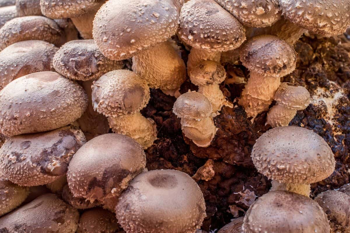 How to Grow Mushrooms in Georgia: A Beginner’s Guide to Cultivating Your Fungi at Home