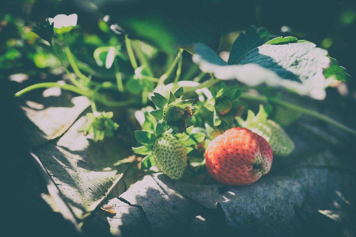 How Much Cold Can Strawberries Tolerate?