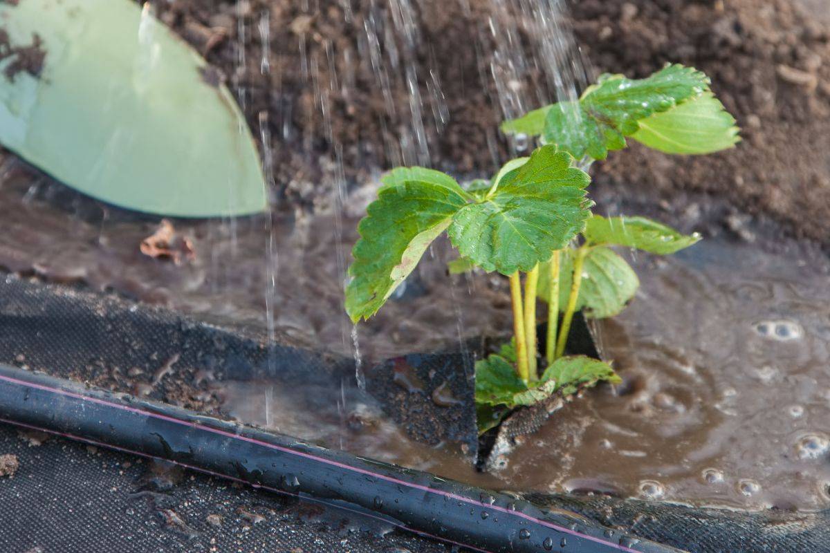 How To Grow Strawberries In Florida?
