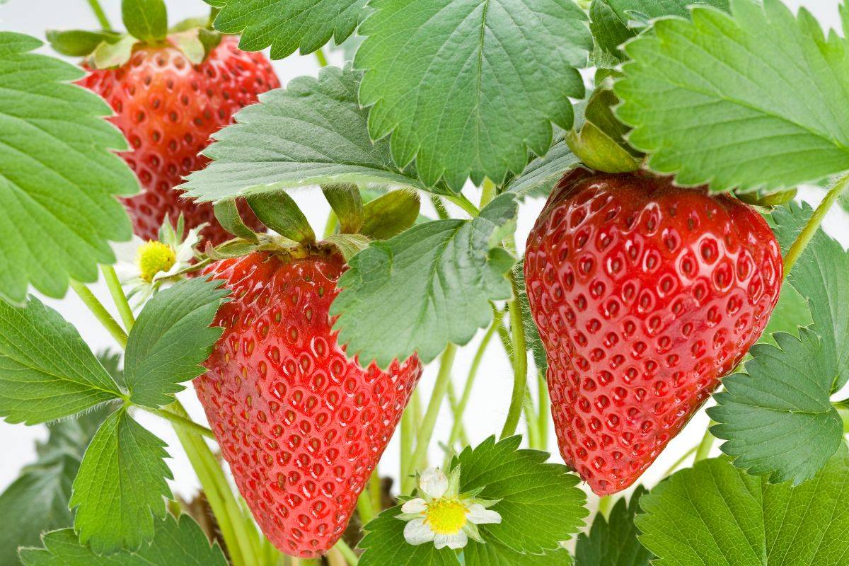 How To Pollinate Strawberries?