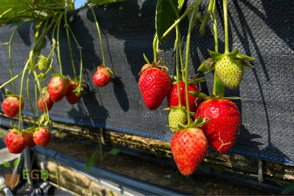 How To Keep Strawberries Off The Ground?
