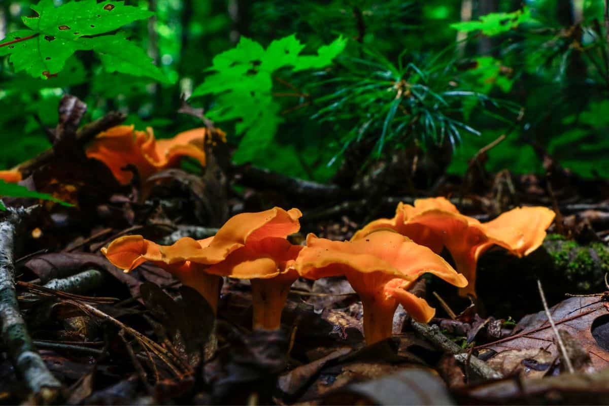 What are Mushrooms - Jack-O-Lantern Mushroom