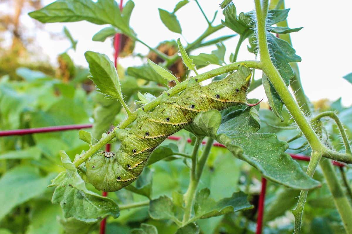 Tomato Hornworms - Mature Tomato Hornworm