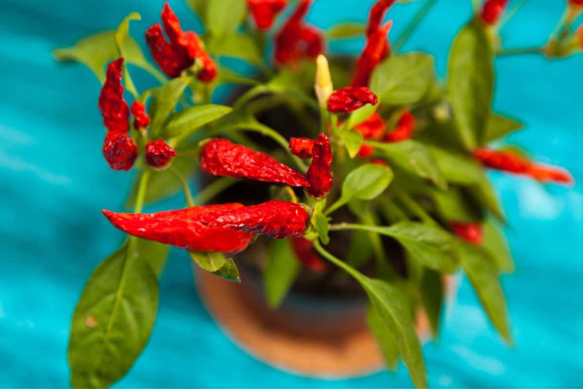 Growing Serrano Peppers in Pots - Advantages of potted Serrano Peppers