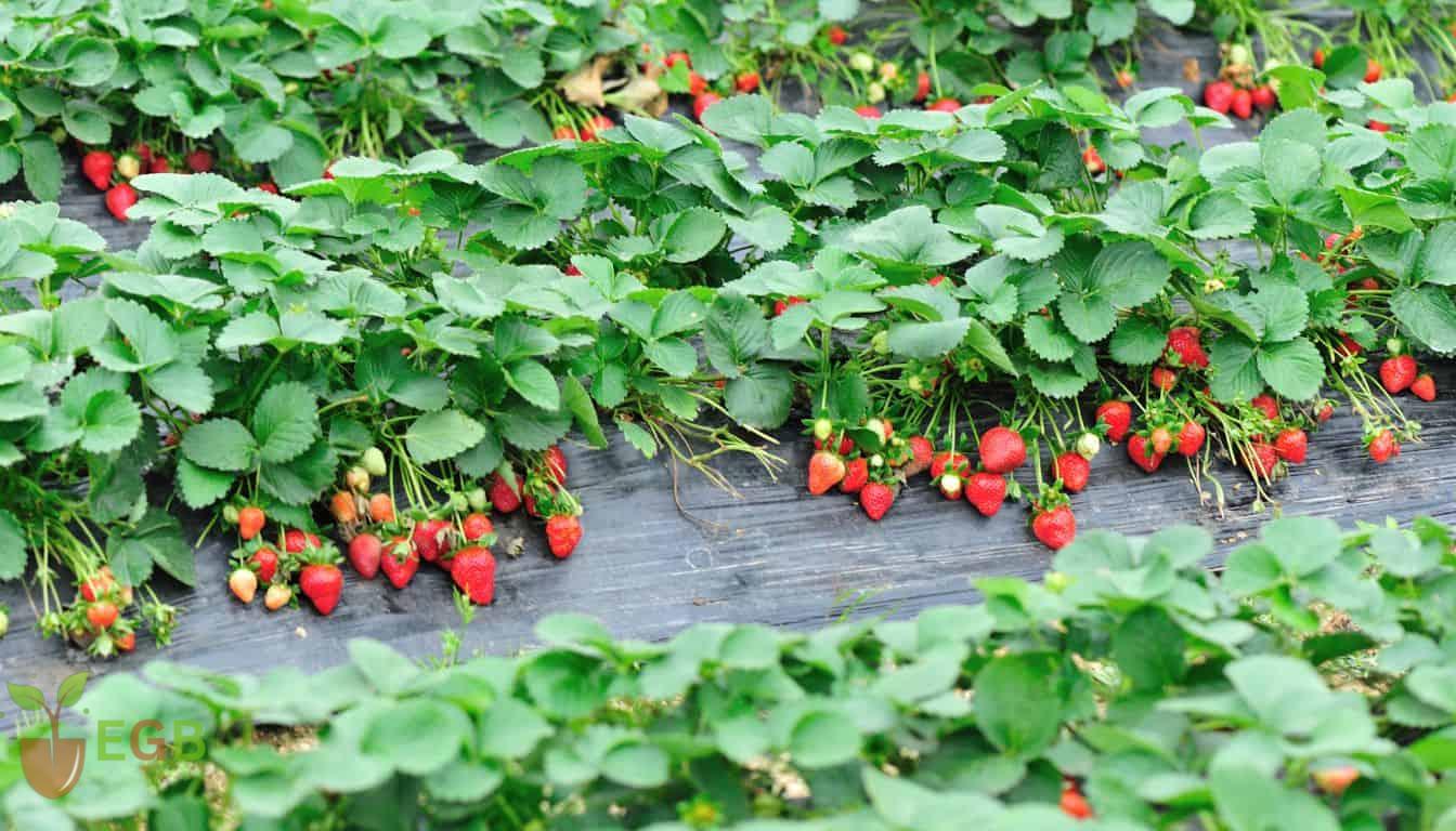 Using thick plastic sheet to protect the strawberries