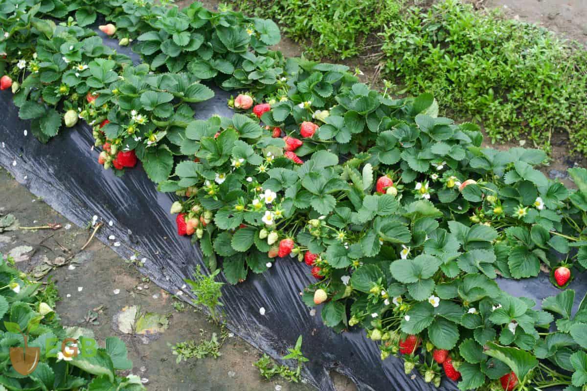 Commercial Raised Strawberry Beds.