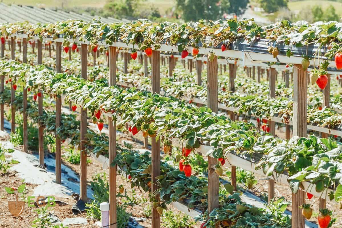 Strawberries growing in raised planters