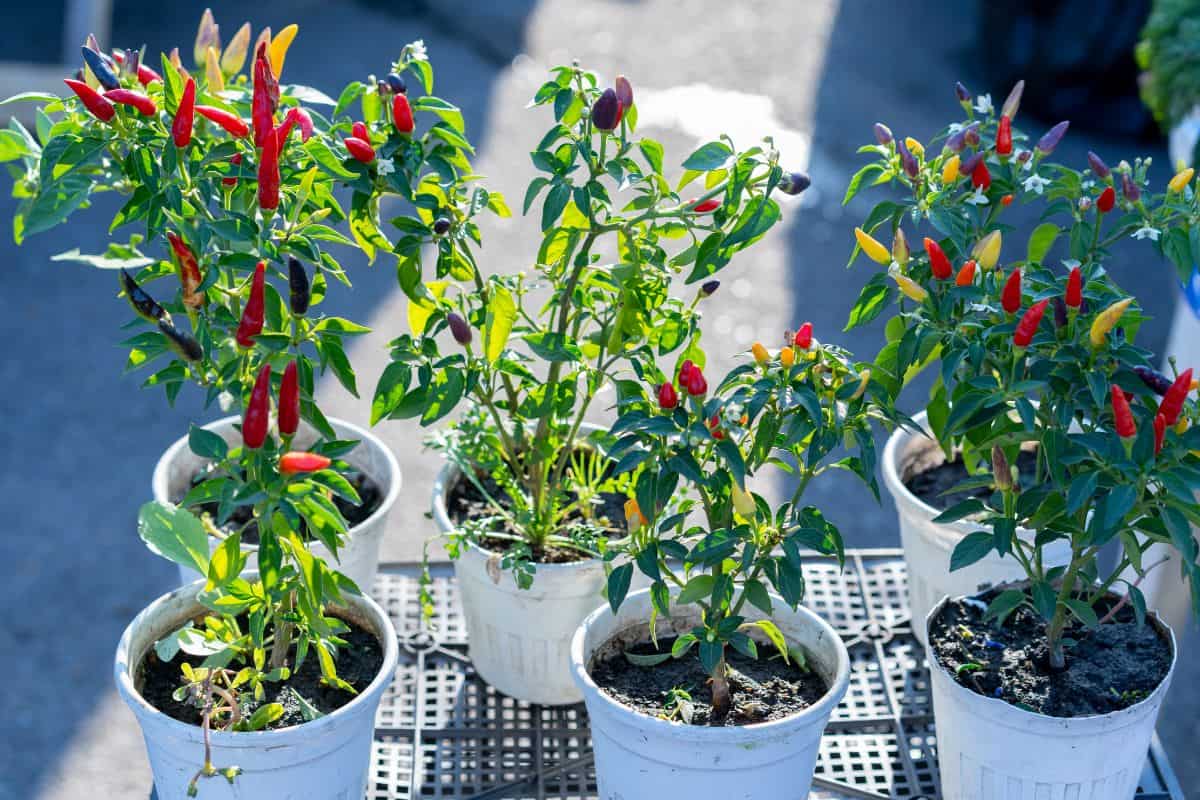 Growing Serrano Peppers in Pots