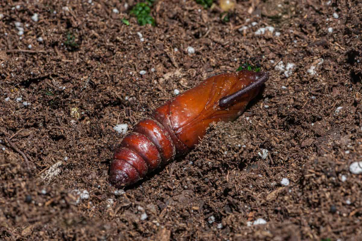 Tomato Hornworms - Hornworm Pupa