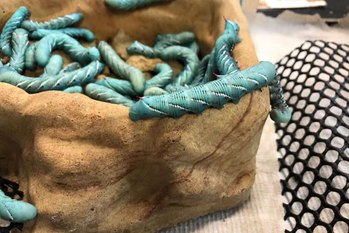 Tomato Hornworms - Tobacco Hornworms
