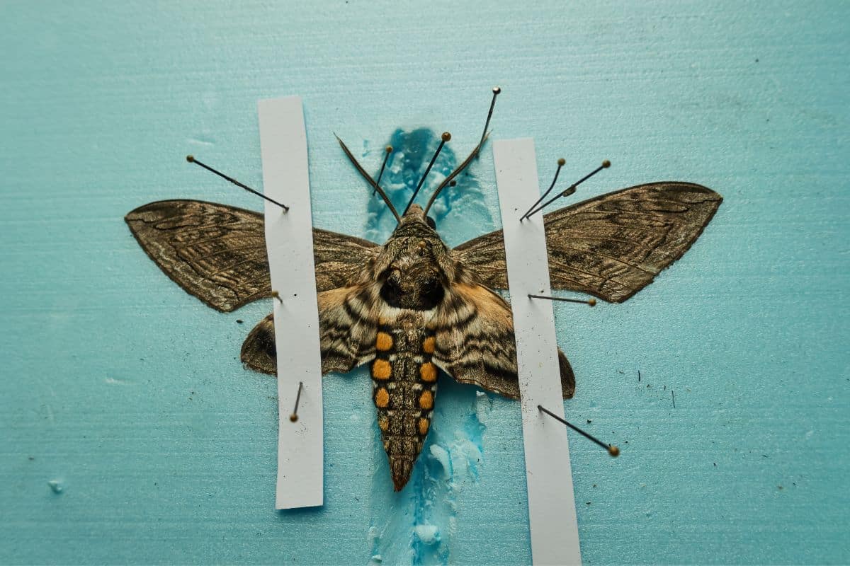 Tomato Hornworms - Tomato Hornworm Moth - The Five-Spotted Hawk Moth