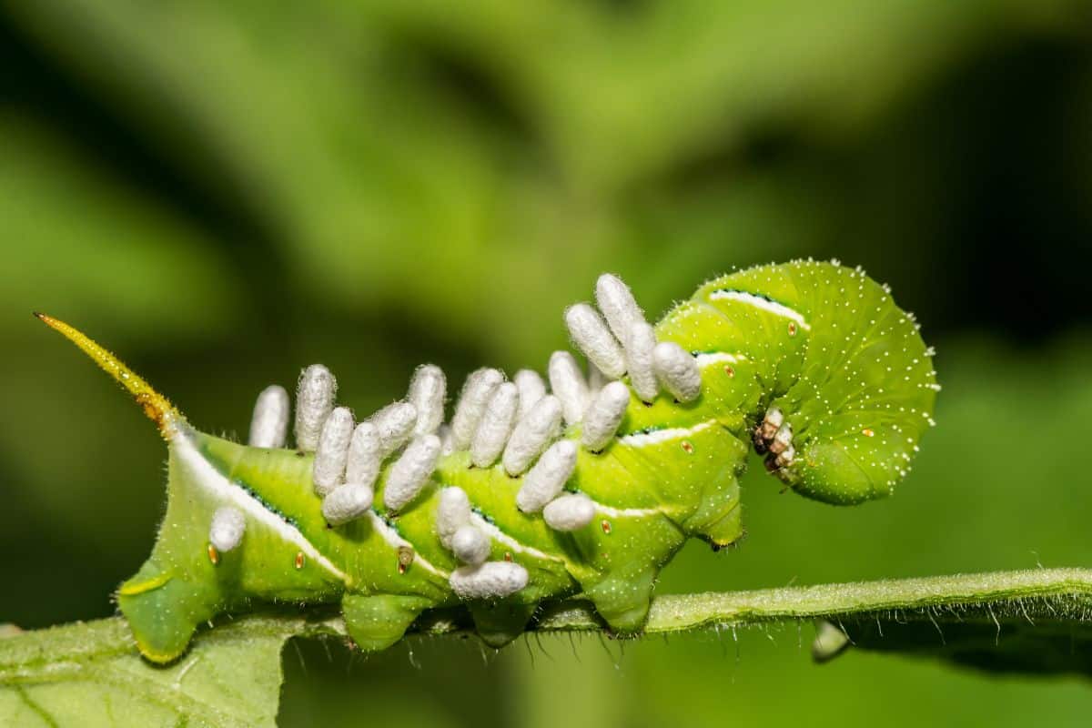 Tomato Hornworms - Tomato Hornworm with Parasitoid Wasp Eggs