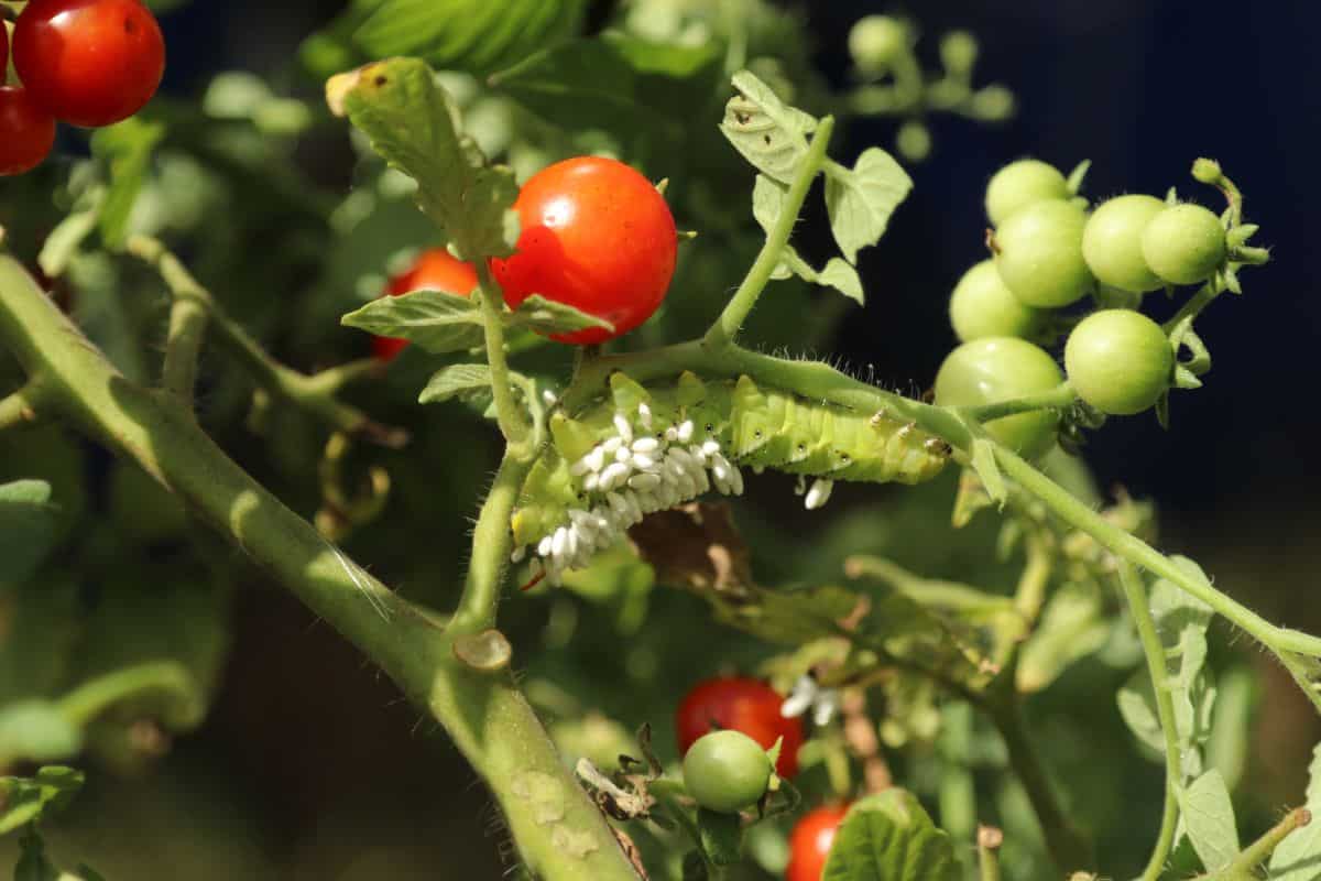 Tomato Hornworms - Tomato Hornworm with Parasitoid Wasp Eggs