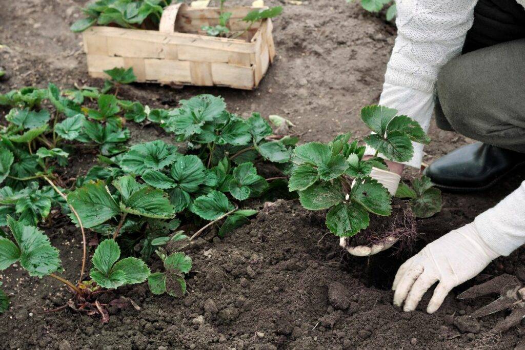 When To Plant Strawberries In Evergreen Blooming