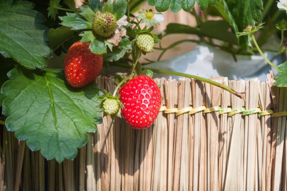 When To Plant Strawberries In Kentucky
