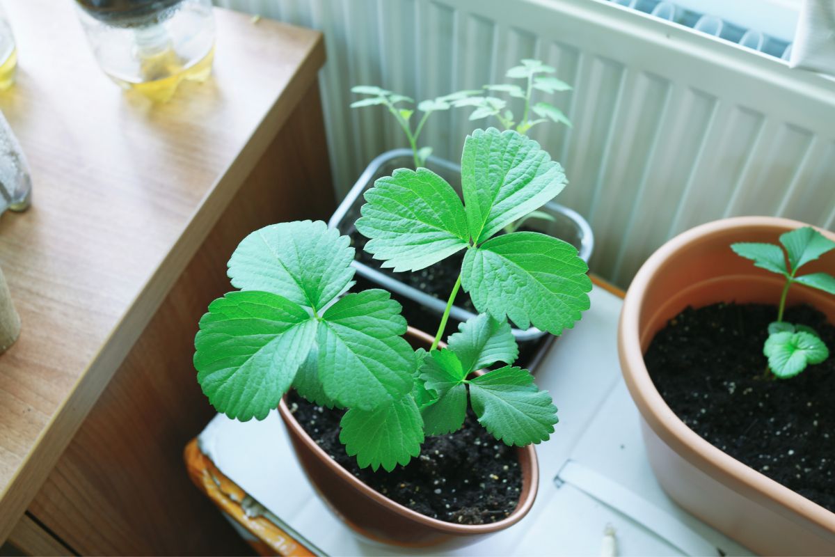 When To Plant Strawberries In Oklahoma
