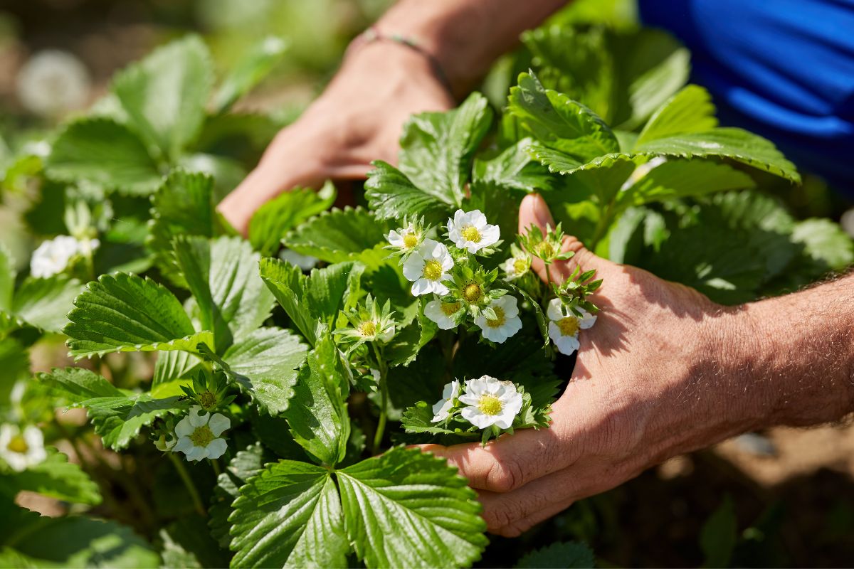 When To Plant Strawberries In Tennessee