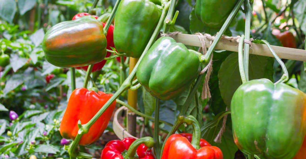 Bell Peppers Growing in a Garden