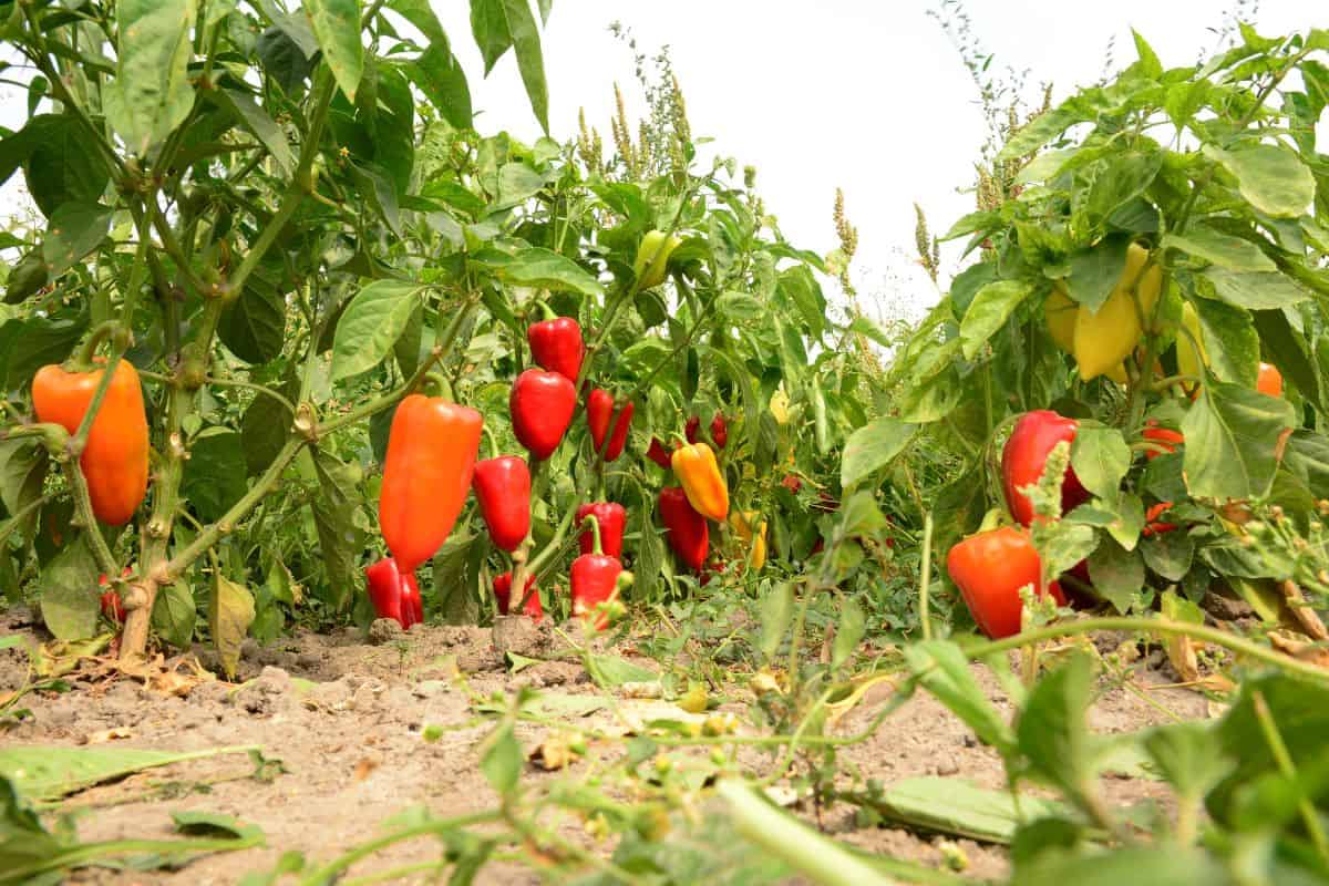 Bell Peppers Planted in a Garden