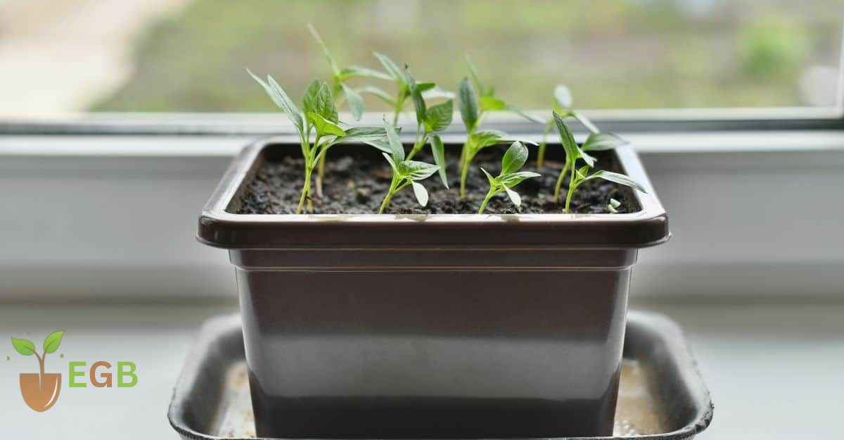 Growing Sweet Bell Peppers in a Planter From Seed Scraps