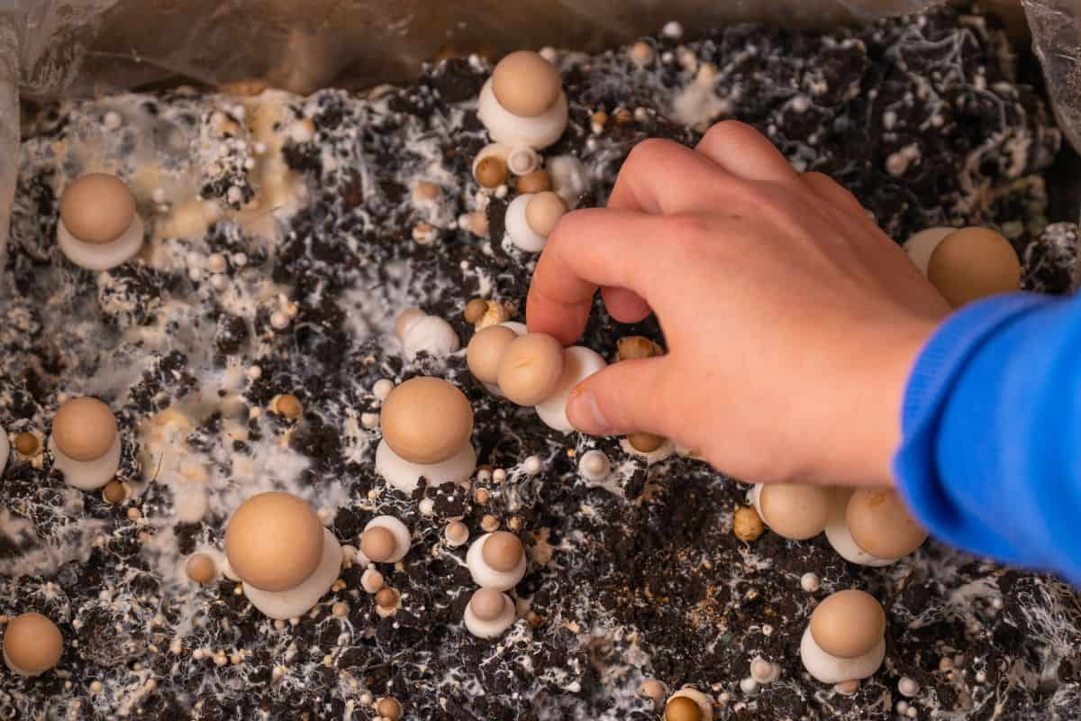 How Mushrooms are Grown - Growing and Collecting Champignons Mushrooms