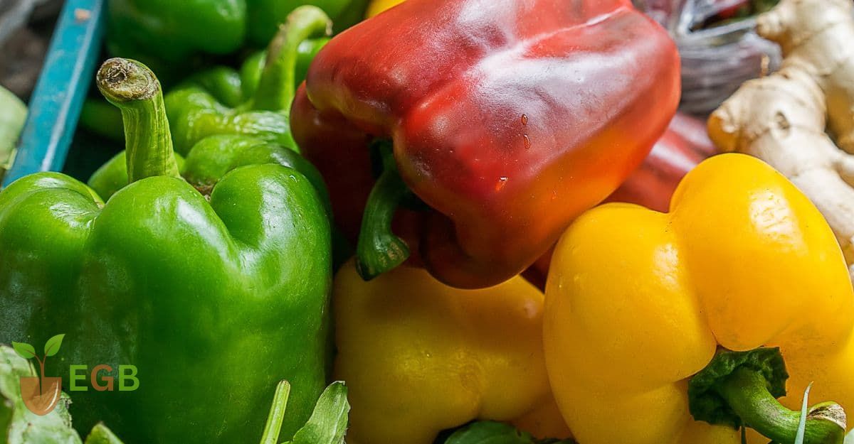 Harvested Red, Yellow and Green Bell Peppers