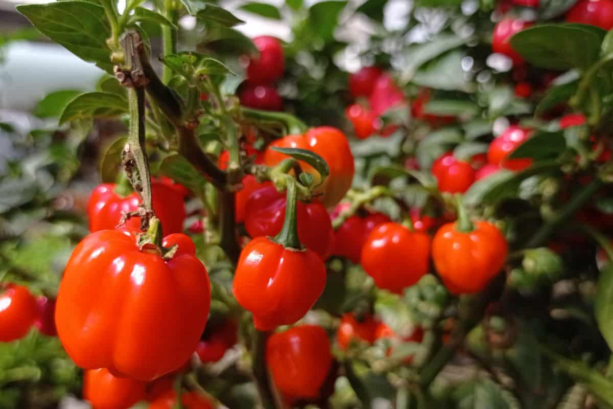 Healthy, Ripe Red Bell Peppers