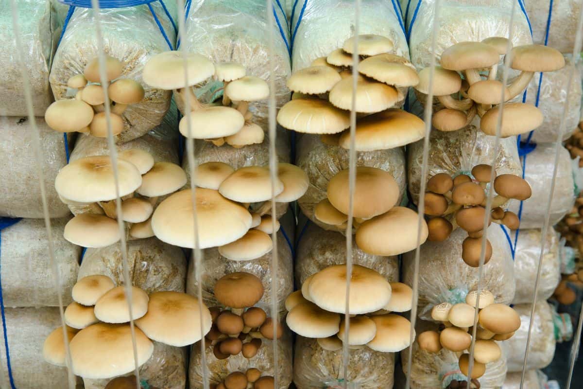 How Mushrooms are Grown - Mushroom Cultivation Farm