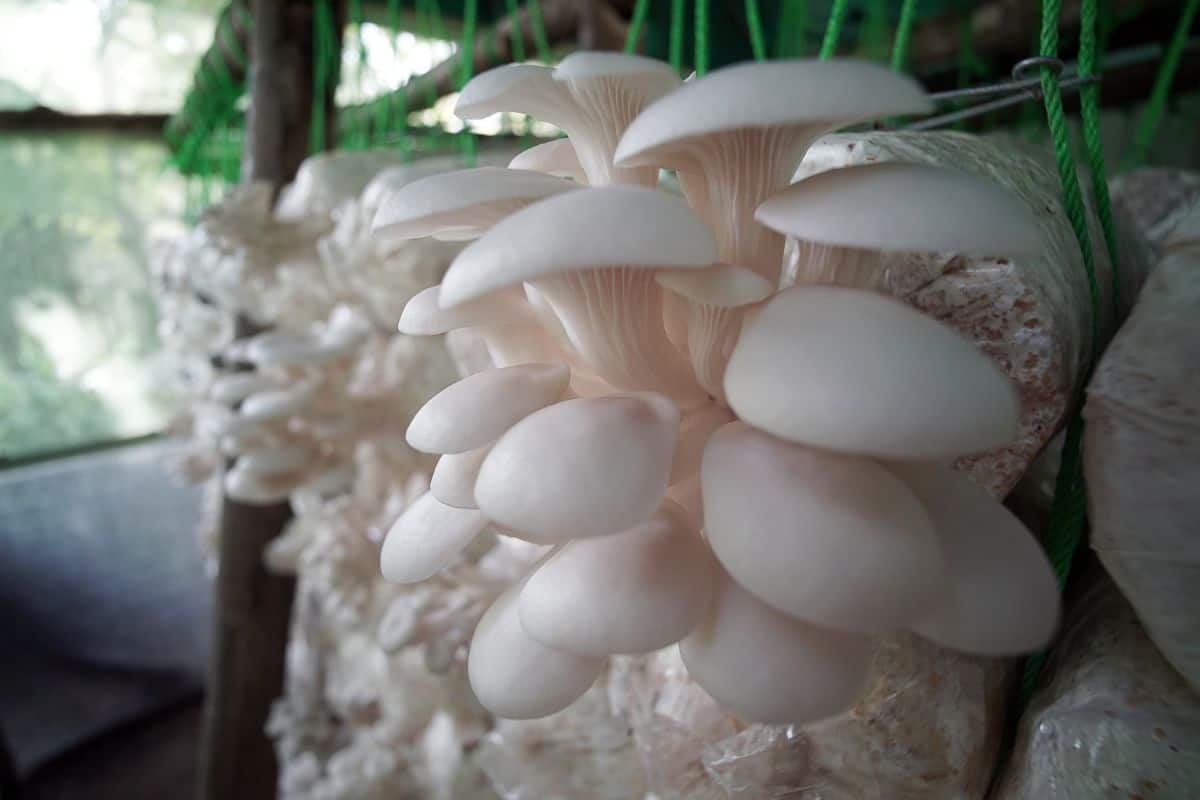 How Mushrooms are Grown - Mushroom Farm