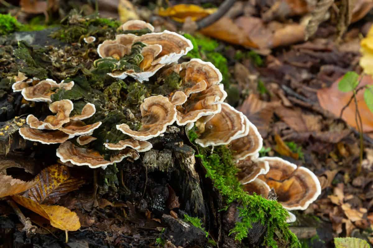 How Mushrooms are Grown - Mushrooms on a Forest Tree