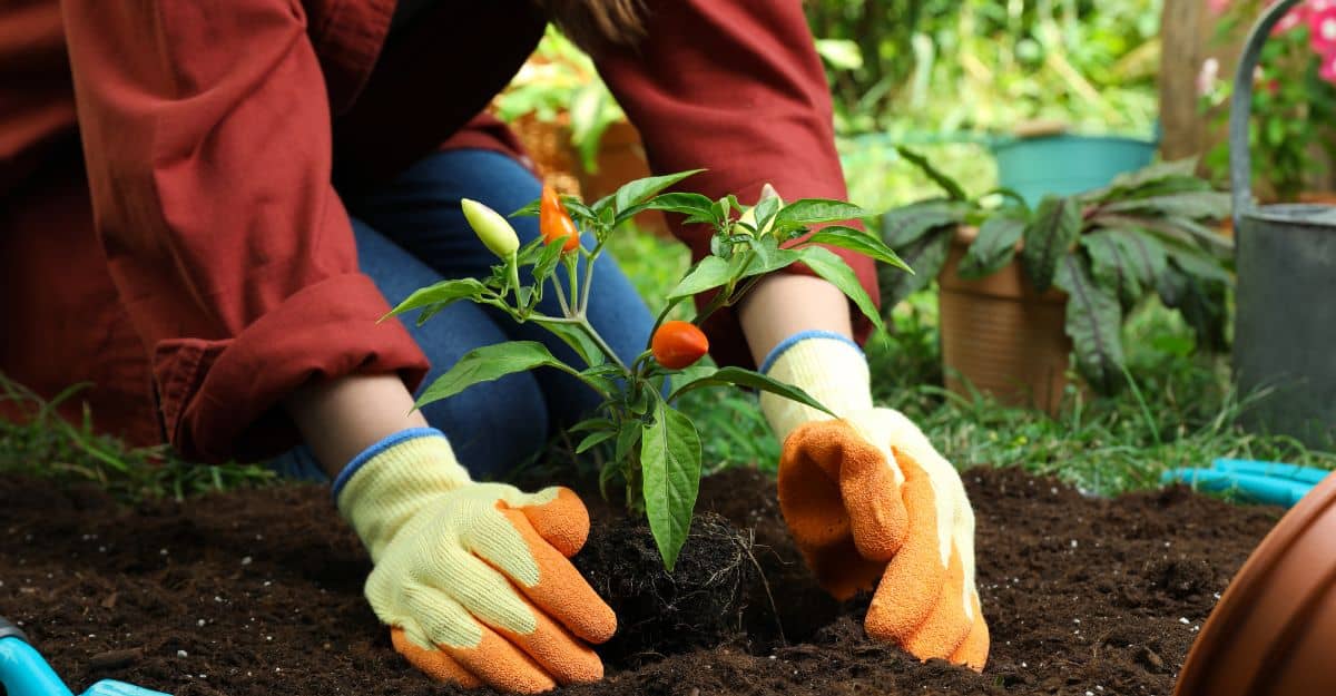 Peppers Being Transplanted from Pot to Garden