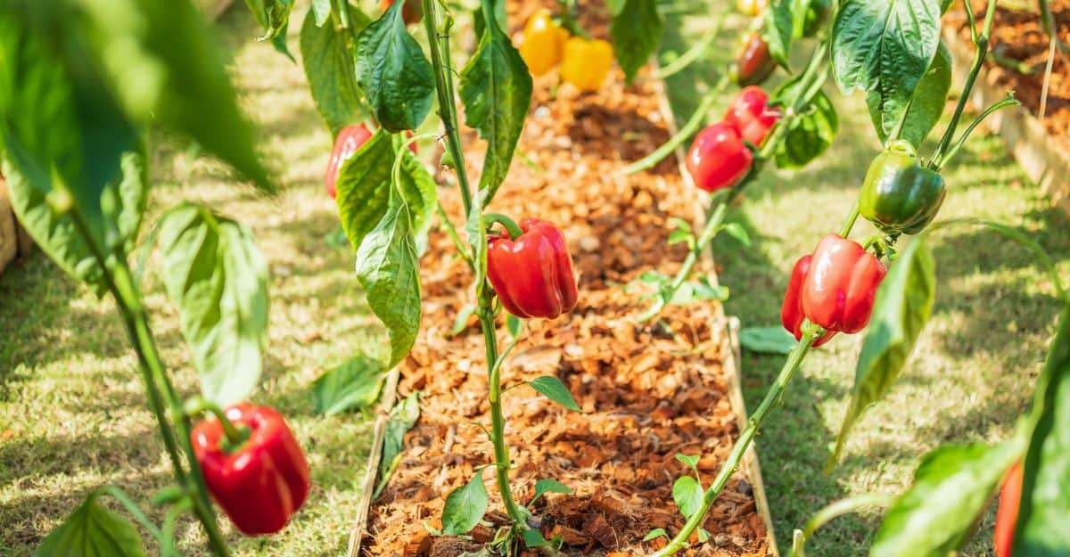 Red Bell Pepper Plants Growing in an Organic Garden