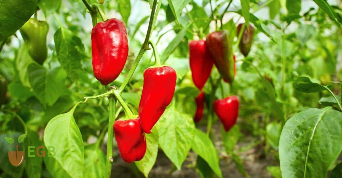 Red Bell Peppers Growing Well