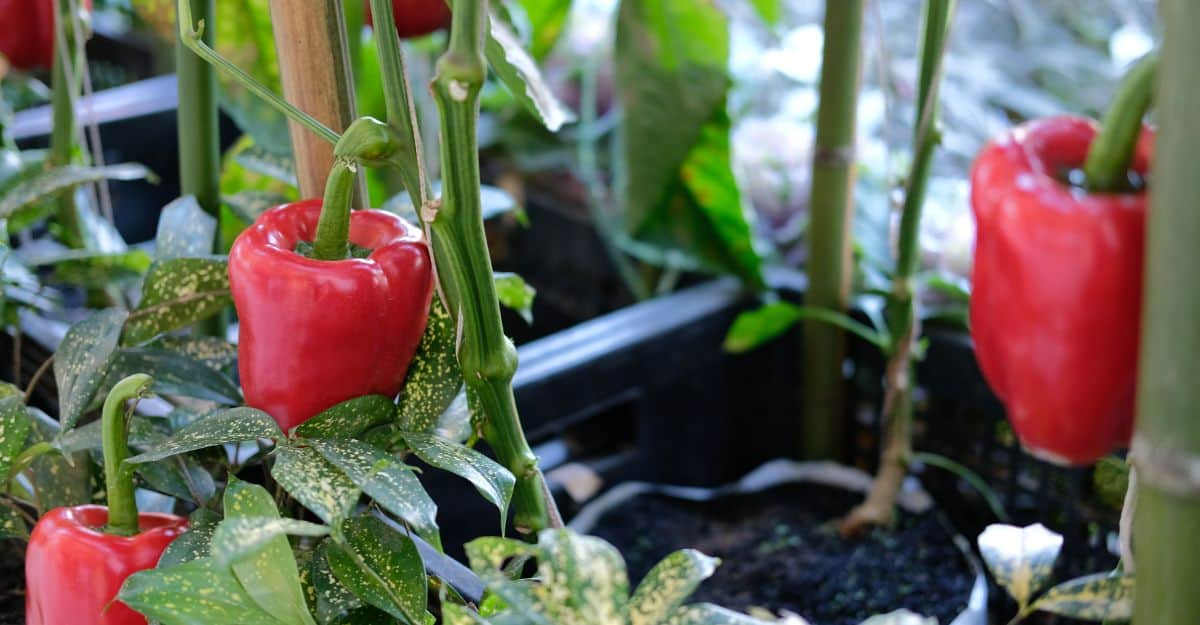 Red Bell Peppers in Pots