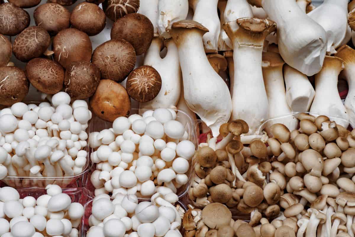 How Mushrooms are Grown -Various Cultivated Mushroom