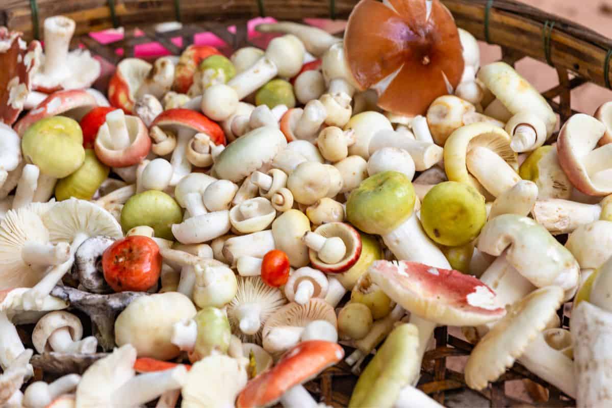 How Mushrooms are Grown - Harvested Mushrooms