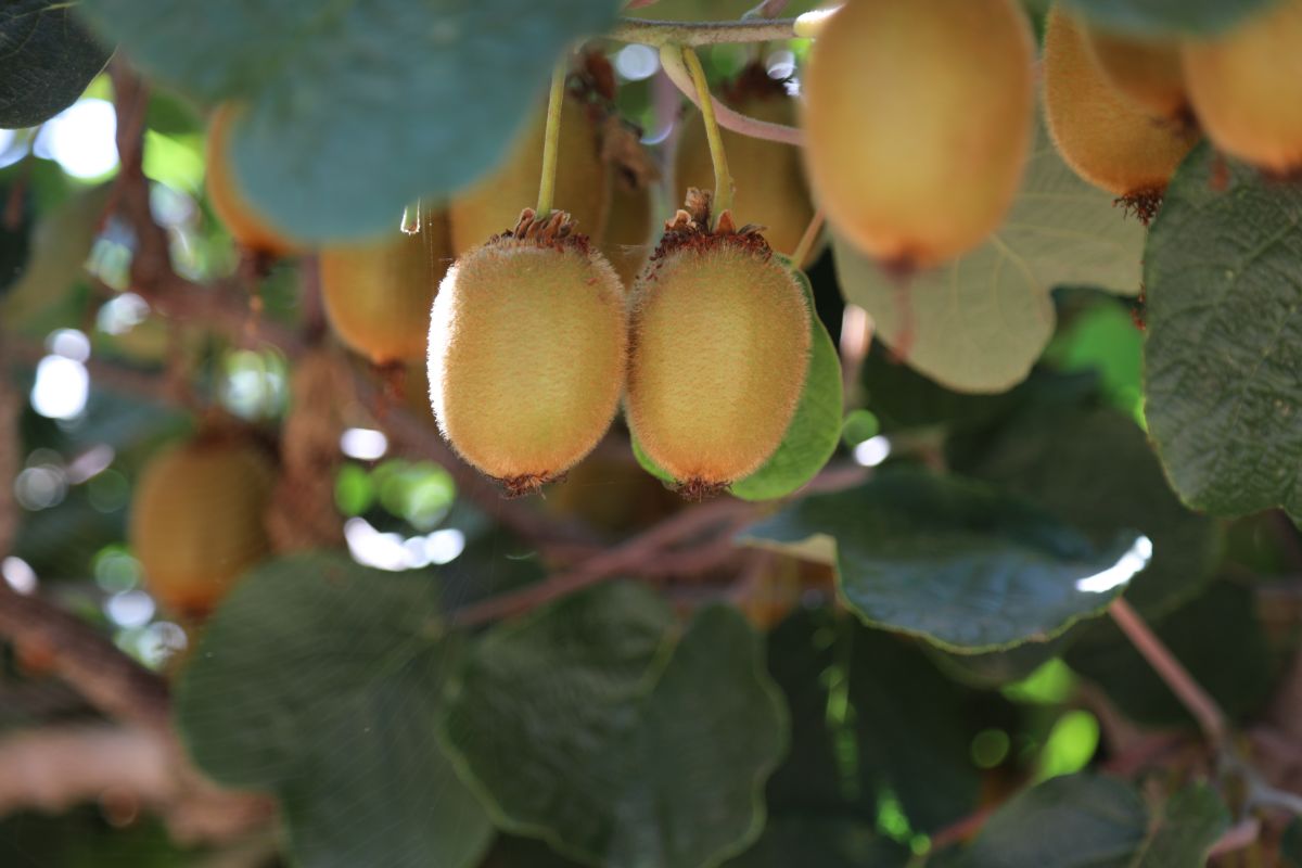 Kiwi Fruit growing on a vine.