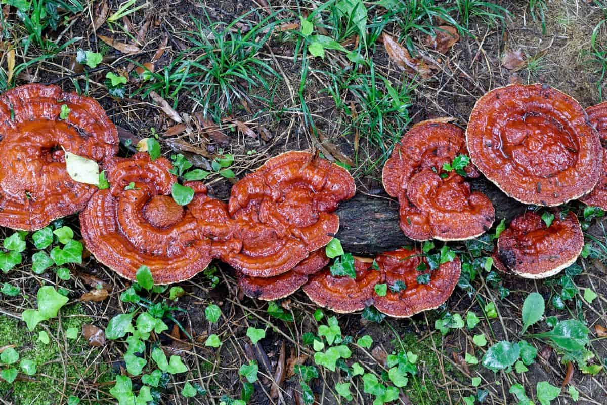 How Mushrooms are Grown - Wild Reishi Mushrooms