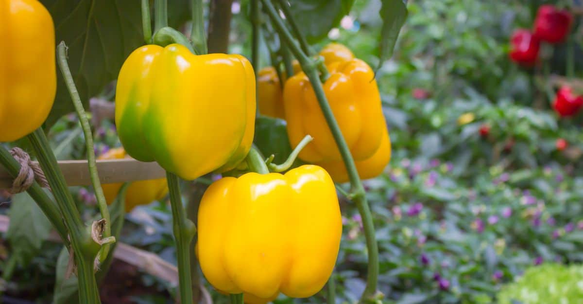 Yellow Bell Peppers Growing in a Garden