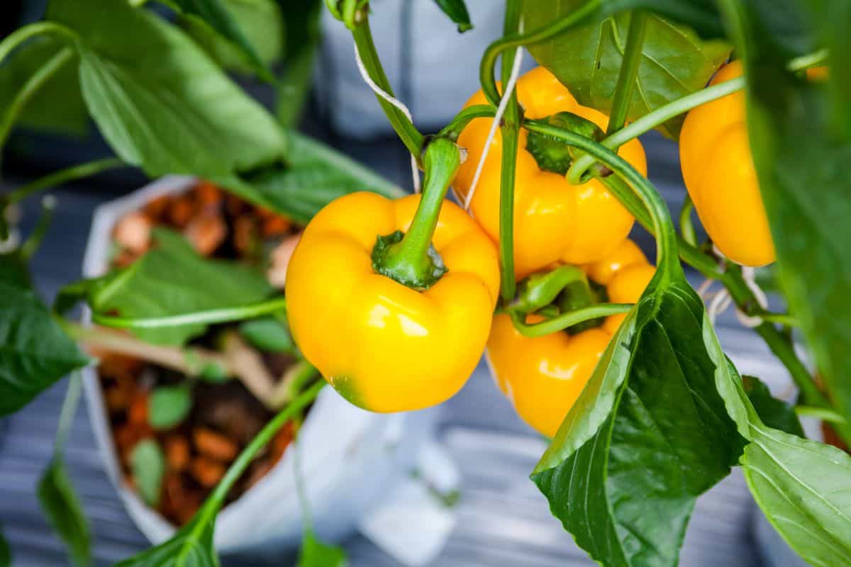 Yellow Bell Peppers on a Tree