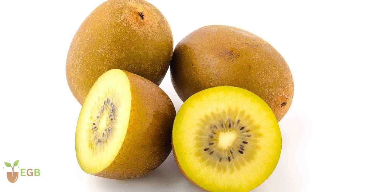 Golden Kiwi Fruit